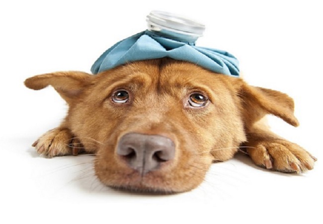 Enfermedades más comunes de los perros